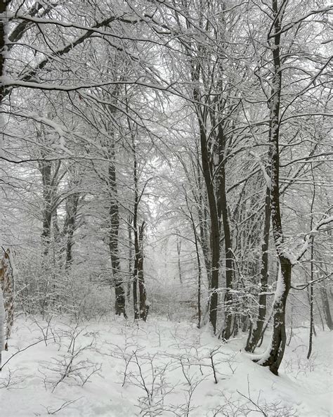 Snowy Forest With Tall Trees · Free Stock Photo
