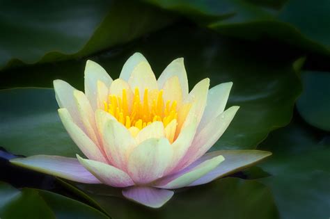 Flower Photography Tips To Capture Waterlily Photos