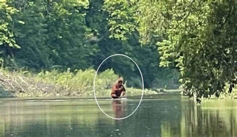 Footage Of A Bigfoot Carrying A Cub Across River In Michigan Bigfoot