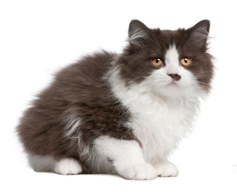 The domestic longhair is basically a domestic shorthair with fancier, longer fur. Domestic Longhair cat - Cat Breeds Encyclopedia