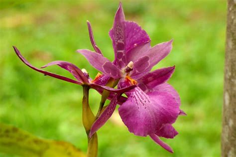 Top 10 Most Beautiful Orchids In The World The Mysterious World