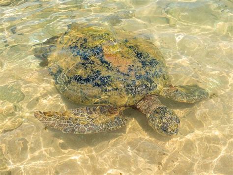 Large Sea Turtle Swam To The Beach Of Hikkaduwa Turtle Beach