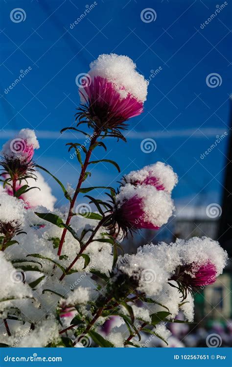 First Snow Covered Flowers Stock Image Image Of Snowfall 102567651