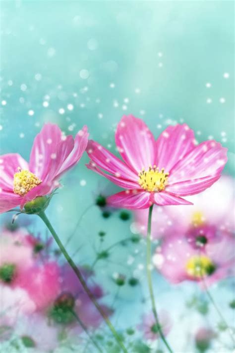 Pink Winter Flowers In Snow Wallpaper Free Iphone Wallpapers