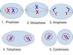 Difference Between Cell Cycle And Mitosis Video Lesson Transcript My