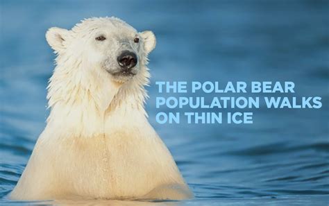 Celebrate National Polar Bear Day With The Latest Climate Change Grants