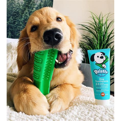 Bristly Brushing Stick Large Dog Diy Toothbrush And Dog Dental Chews