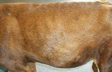 Many live to be much longer; Learn more about your pet health in our blog: Denamarin Tabs