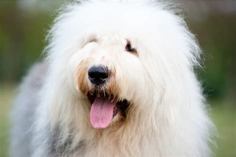 19 White Big Fluffy Dog Breeds Youll Love