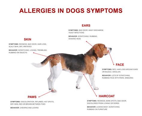 What Are Allergy Symptoms In Dogs