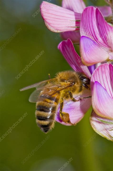 They have three main body parts: Honey bee feeding on flower - Stock Image - C016/4716 ...