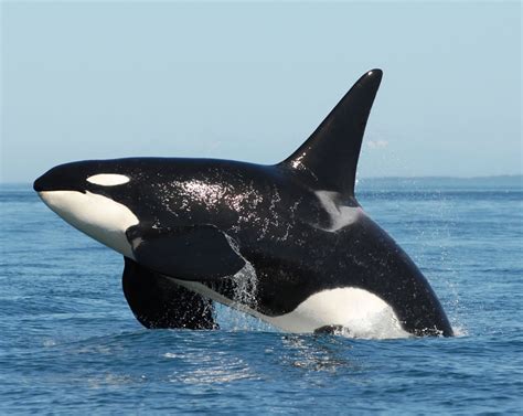 In 2001 The Southern Resident Killer Whales Were Listed