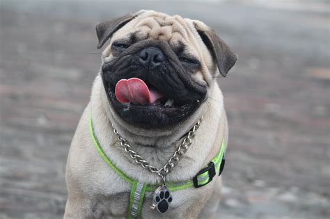 The Most Unusual Dog Breeds [Gallery] - KnuGroup