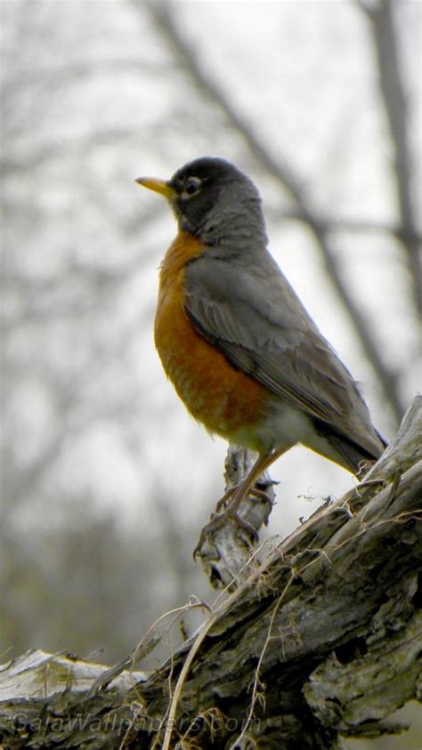 Spring Robins Wallpapers Wallpaper Cave