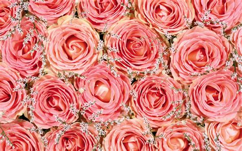 Fresh Pink Roses Wallpapers Hd Wallpapers 15322