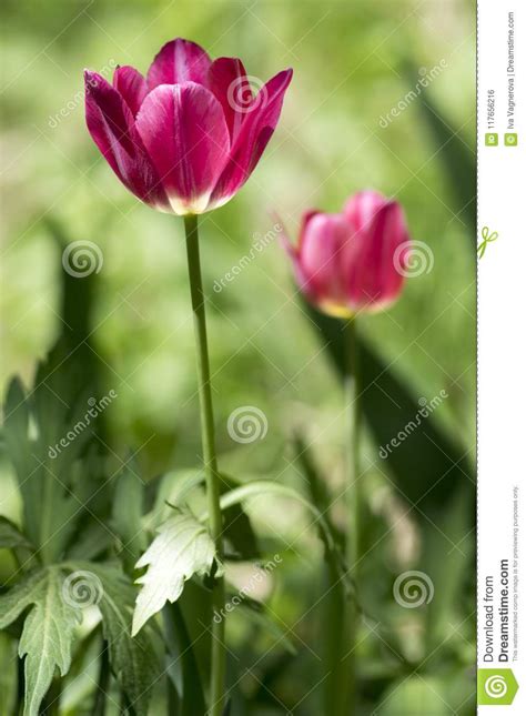 Two Common Beautiful Bright Pink Tulip With Green Leaves In Spring Time