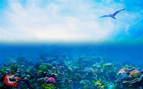 Download Wallpapers Coral Reef 4k Ocean Seagull Underwater World