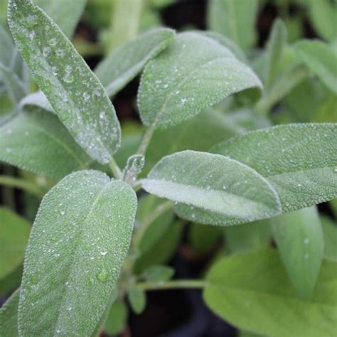 Sauge officinale - Salvia officinalis - le Jardin de Rodolphe