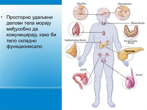 Endokrini Sistem Anatomija I Fiziologija