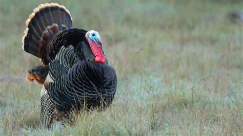 Wild Turkeys Are Tough Birds Heres Why You Should Hunt And Cook Them