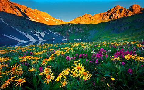 Hd Wallpaper Island Lake Colorado San Juan Mountains Flowers Meadow