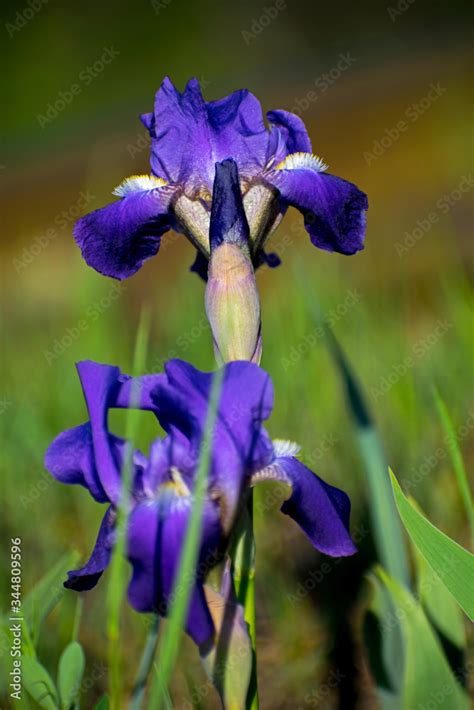 Purple Irisiris Versicolor Is Also Commonly Known As The Blue Flag