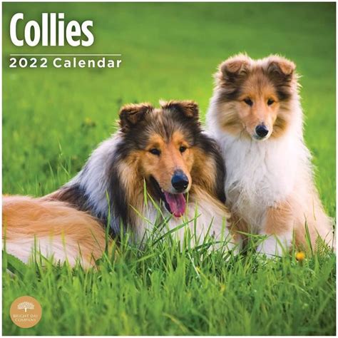 Bright Day Calendrier Mural 2022 Collies 305 X 305 Cm 1041