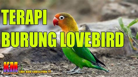 Terapi Burung Lovebird Agar Suka Bunyi Ngekek Panjang Youtube