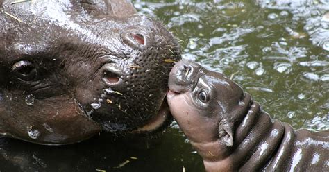 Come here for all things baby pygmy hippo from fashion tips to healthy eats to the maintenance of a thick protective hide. Rare Pygmy Hippo calf makes a splash at Taronga | Taronga ...