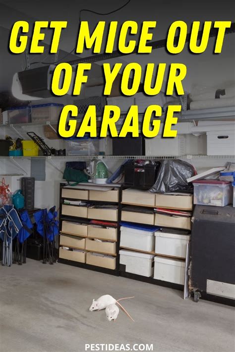 Get Mice Out Of Your Garage Getting Rid Of Mice Diy Pest Control Natural Pest Control