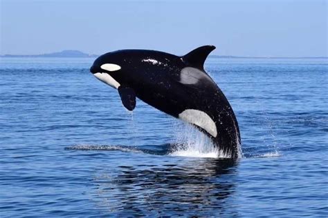 3 Hour Zodiac Whale Watching Tour From Victoria Victoria British