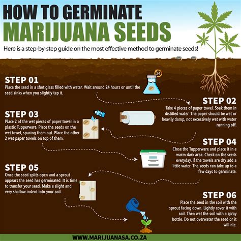 How to germinate marijuana seeds - Marijuana SA