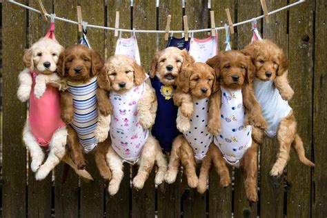 Often it is said that picking the smallest puppy of the litter, also referred to as the runt puppy, is a bad choice. Rosie the Goldendoodle's Puppy Litter ~ DogPerDay ~ Cute ...