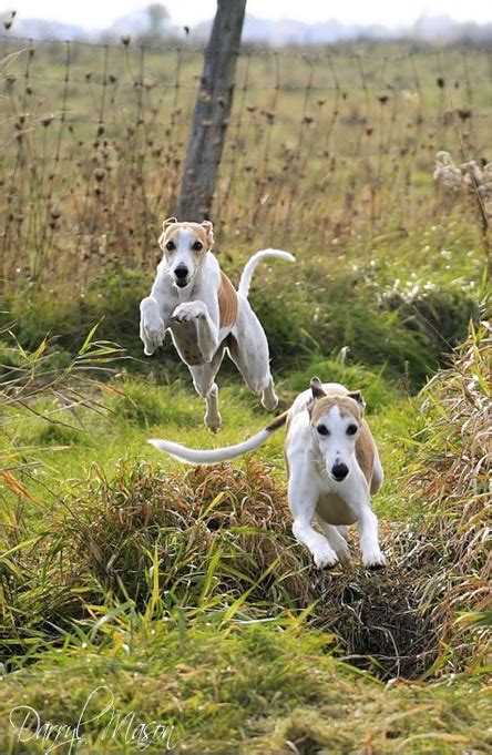 This small, light pup can be a relaxed and friendly companion indoors, and an active, lively playmate when you go outside. Pin by Victoria Cooper on Longdog, Lurcher and Whippet II ...