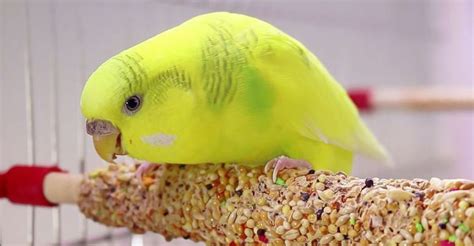 Budgie Food Everything You Need To Know Budgie Food Budgies
