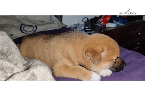 We did not find results for: Bear: Shiba Inu puppy for sale near Las Vegas, Nevada. | 232bbce5-87c1