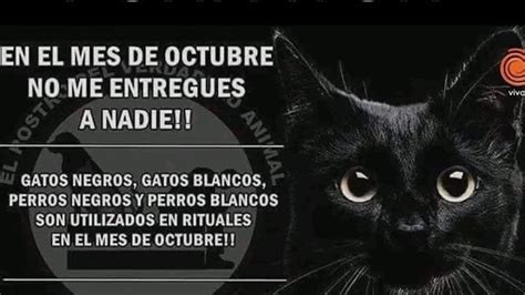 Spay Panamá Lanza Campaña Contra El Sacrificio De Mascotas En Halloween