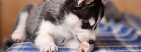 How to Tell if Your Dog has Allergies