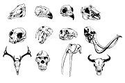 Zoology Vector Pack | Illustrator Graphics ~ Creative Market