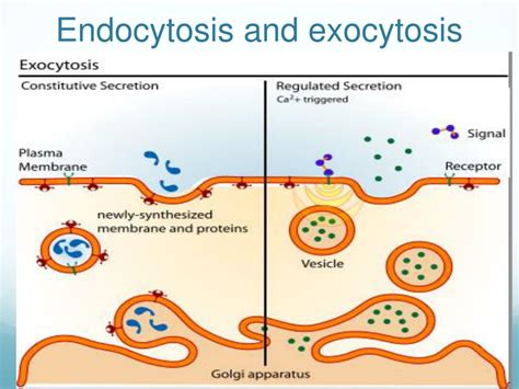 How Do Endocytosis And Exocytosis Differ From Diffusion