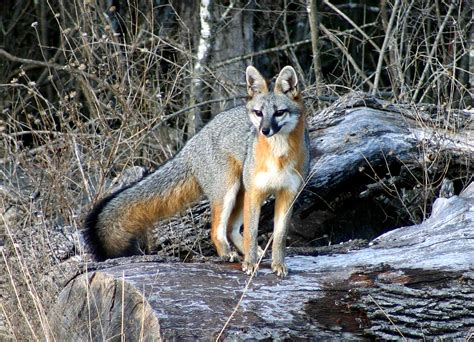 Interesting Facts About Foxes In Tennessee Smoky Wildlife Control