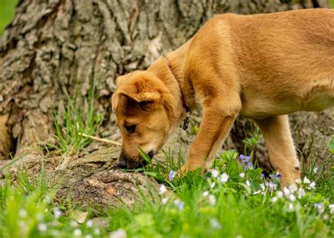 Chinook Dog Breed Guide Lifespan Size And Characteristics