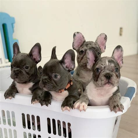 Purebred French Bulldog Puppies Available