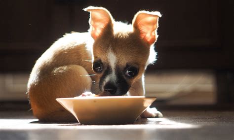 29 What Food Do Chihuahua Eat Picture Bleumoonproductions