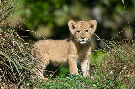 Lion Cub Makes His Debut At Zoo Miami Picture Cutest Baby Animals