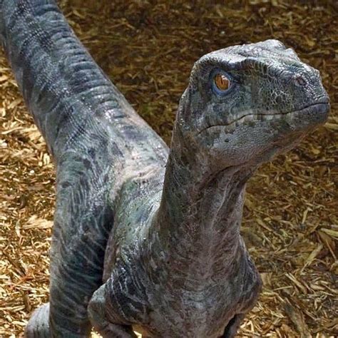Velociraptor Blue Charlie Echo Delta ~ Uncategorized Dinozorlar Hakkında Her şey Carisca
