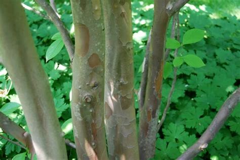 A Closer Look At Tree Bark With Michael Wojtech A Way