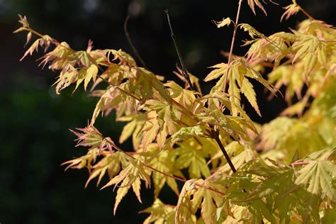 Japanese Maple Leaf Scorch Images ~ Maple Japanese Red Dragon Tree