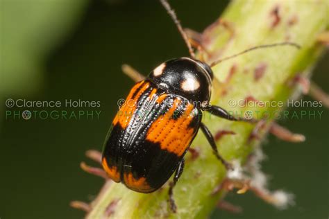 Case Bearing Leaf Beetle Bassareus Mammifer A Case Beari Flickr