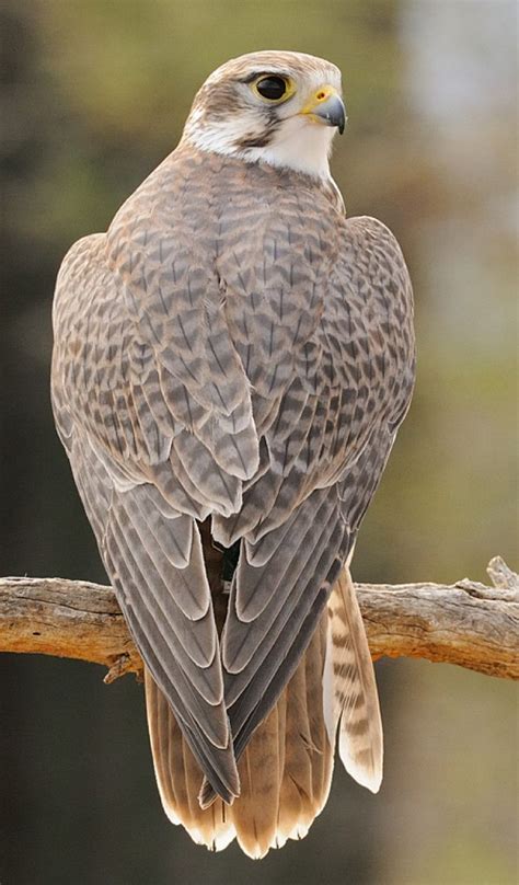 The Prairie Falcon Falco Mexicanus Is A Medium Sized Falcon Of